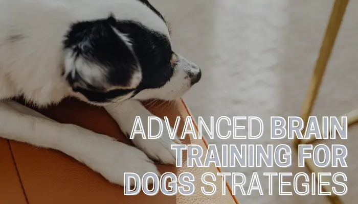 Advanced Brain Training for Dogs Strategies