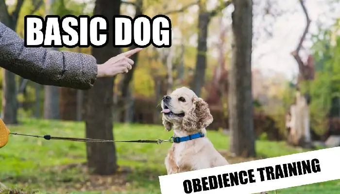 Basic Dog Obedience Training