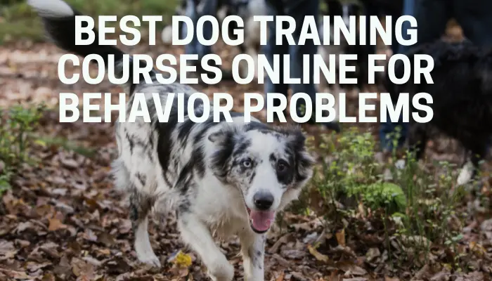 Best Dog Training Courses Online for Behavior Problems