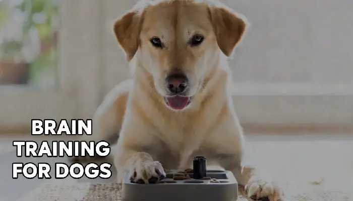 Brain Training for Dogs