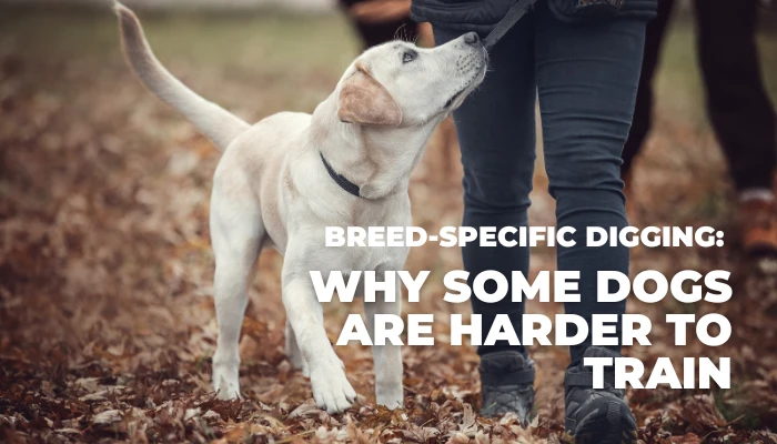 Breed-Specific Digging: Why Some Dogs Are Harder to Train