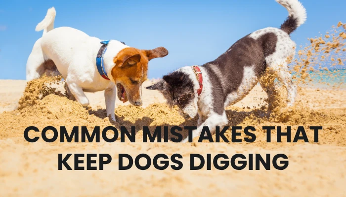 Common Mistakes That Keep Dogs Digging