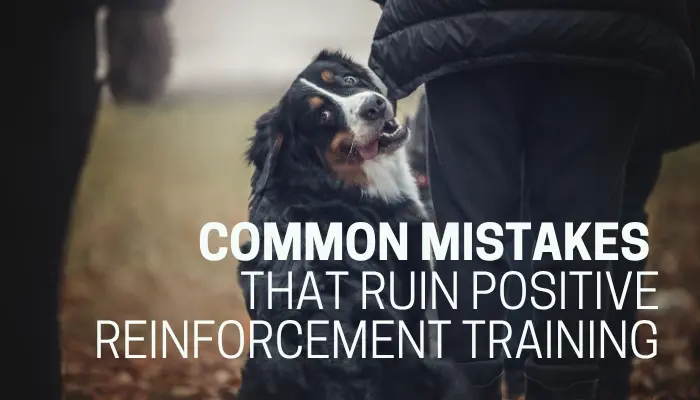 Common Mistakes That Ruin Positive Reinforcement Training