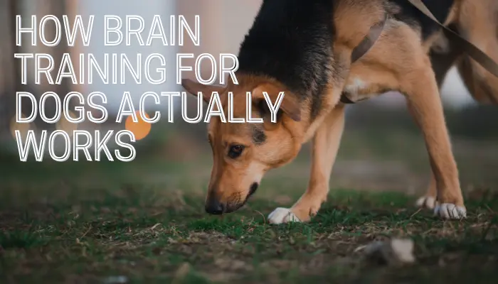 How Brain Training for Dogs Actually Works