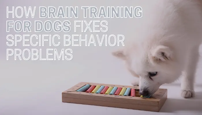 How Brain Training for Dogs Fixes Specific Behavior Problems
