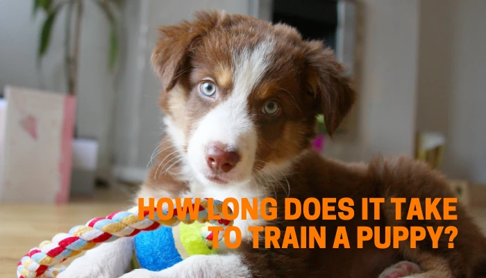 How Long Does It Take to Train a Puppy?