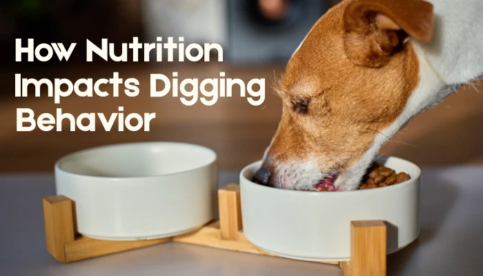 How Nutrition Impacts Digging Behavior