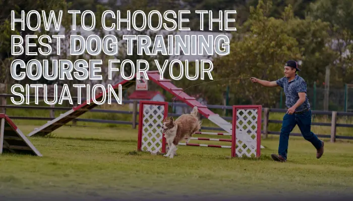 How to Choose the Best Dog Training Course for Your Situation