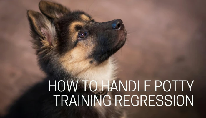 How to Handle Potty Training Regression