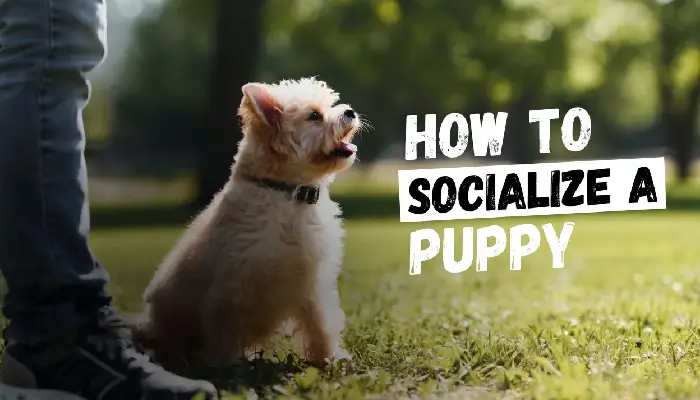 How to Socialize a Puppy