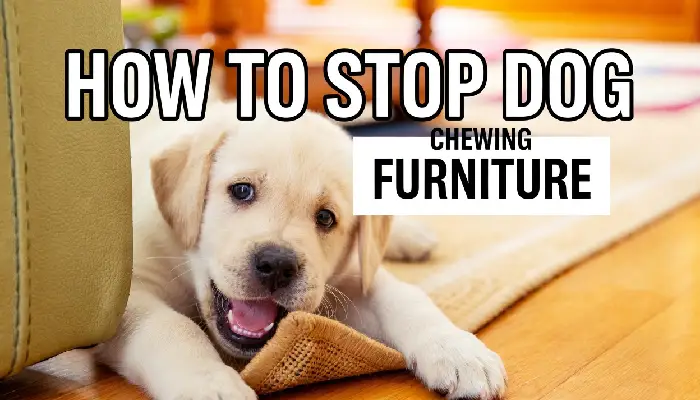 How to Stop Dog Chewing Furniture