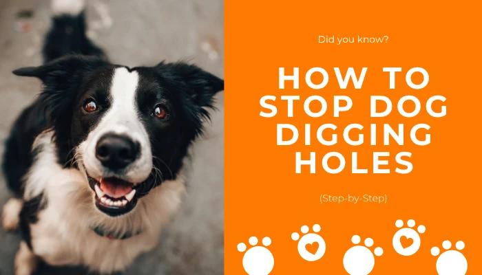 How to Stop Dog Digging Holes (Step-by-Step)