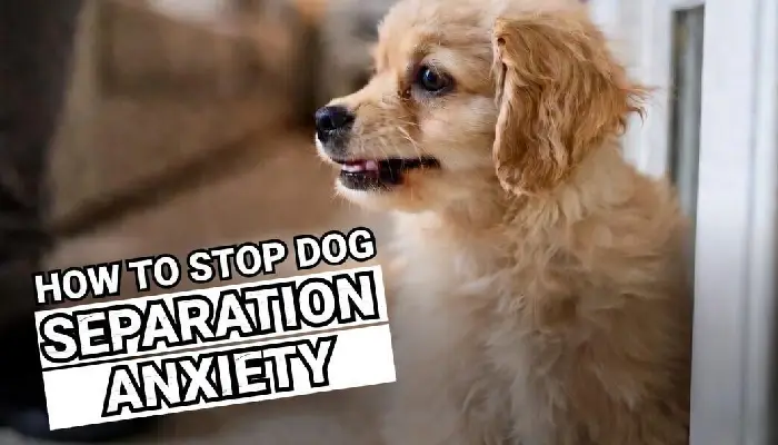 How to Stop Dog Separation Anxiety
