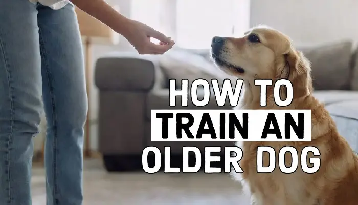 How to Train an Older Dog