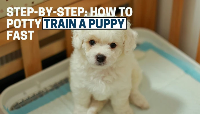 Step-by-Step: How to Potty Train a Puppy Fast