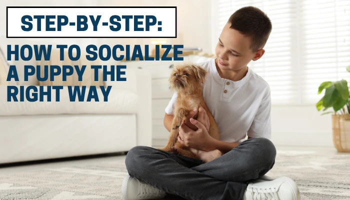 Step-by-Step: How to Socialize a Puppy the Right Way