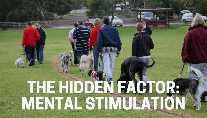 The Hidden Factor: Mental Stimulation