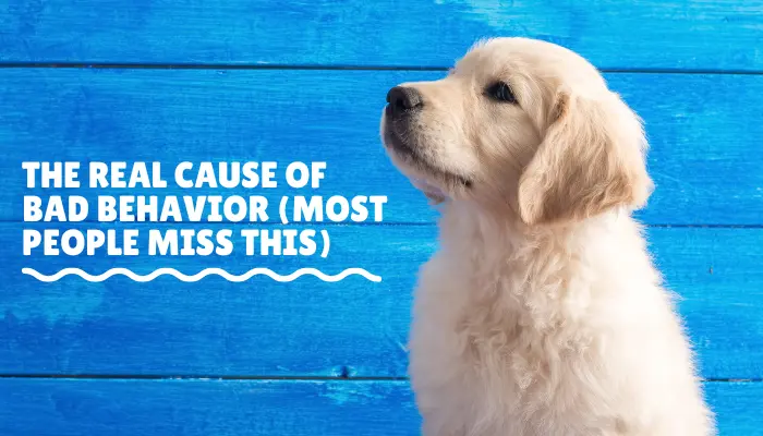 The Real Cause of Bad Behavior (Most People Miss This)