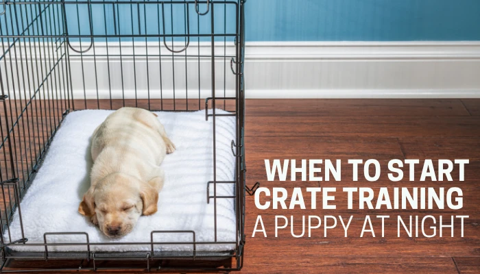 When to Start Crate Training a Puppy at Night