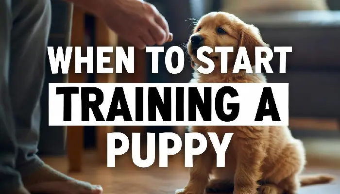 When to Start Training a Puppy