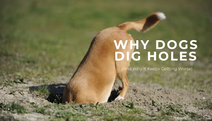 Why Dogs Dig Holes (And Why It Keeps Getting Worse)