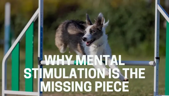Why Mental Stimulation Is the Missing Piece