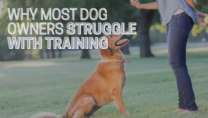 Why Most Dog Owners Struggle With Training