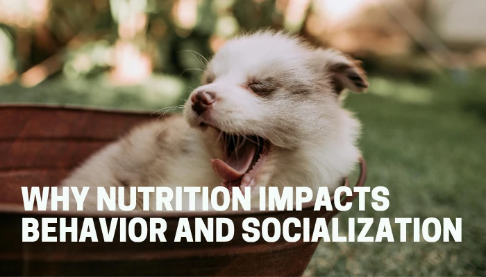 Why Nutrition Impacts Behavior and Socialization