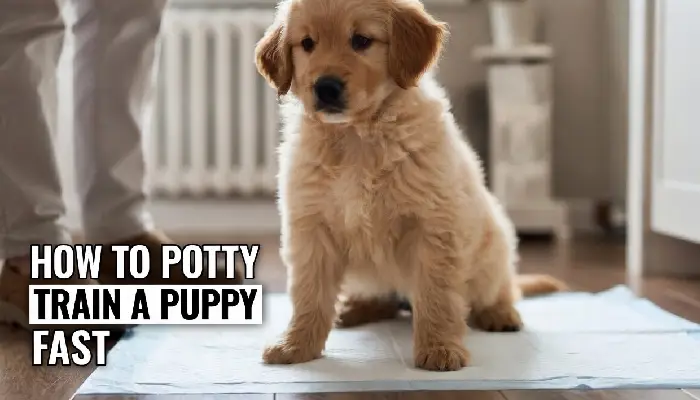 how to potty train a puppy fast