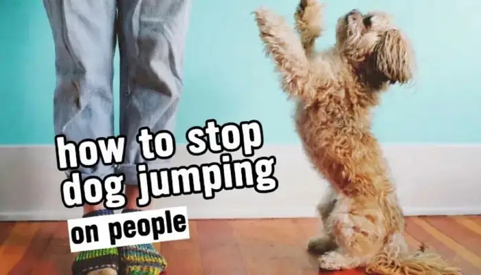 How to stop dog jumping on people