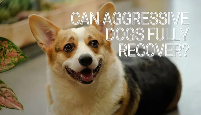 Can Aggressive Dogs Fully Recover?