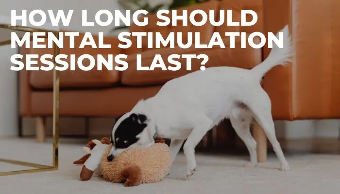 How Long Should Mental Stimulation Sessions Last?