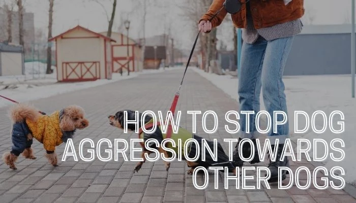 How To Stop Dog Aggression Towards Other Dogs