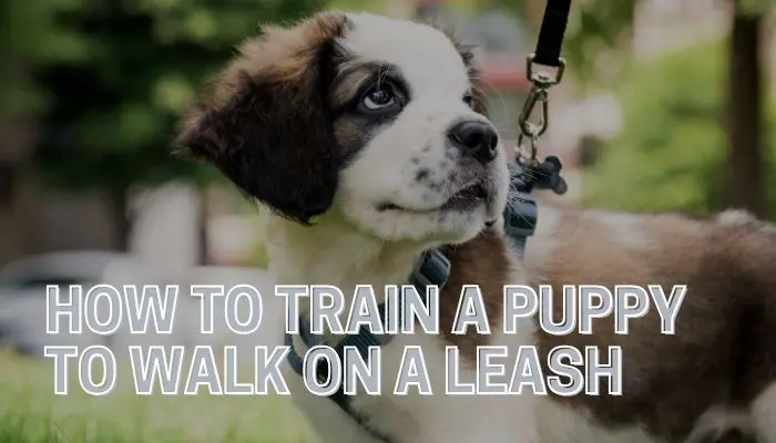 How To Train A Puppy To Walk On A Leash