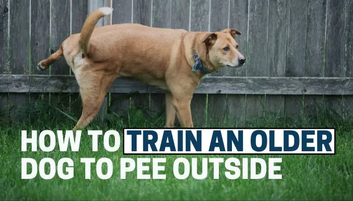 How To Train An Older Dog To Pee Outside