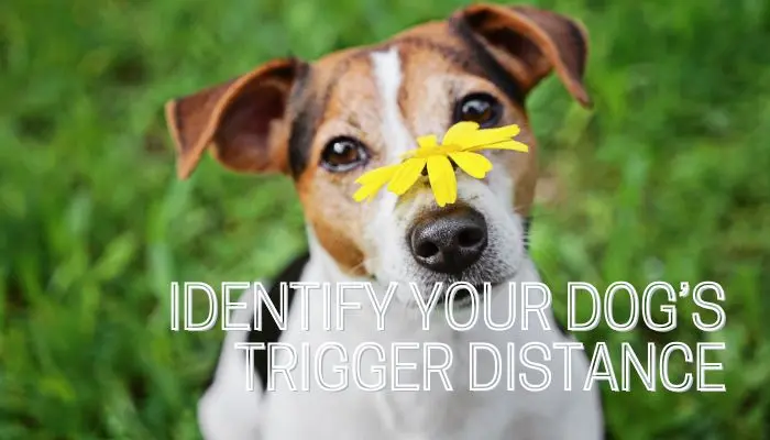 Identify Your Dog’s Trigger Distance