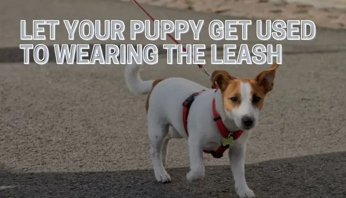 Let Your Puppy Get Used to Wearing the Leash