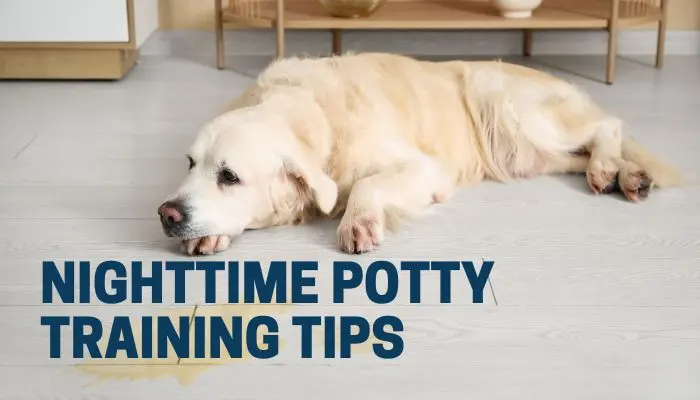 Nighttime Potty Training Tips