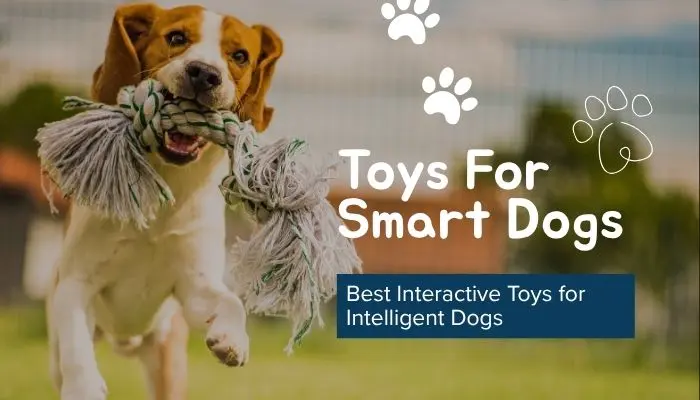 Toys For Smart Dogs: Best Interactive Toys for Intelligent Dogs