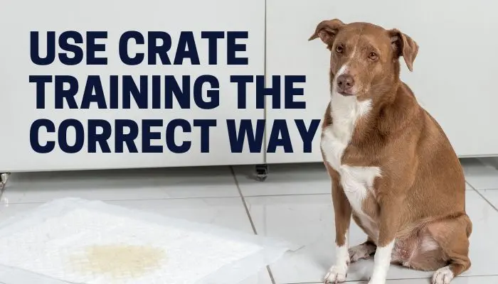 Use Crate Training the Correct Way