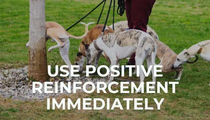 Use Positive Reinforcement Immediately