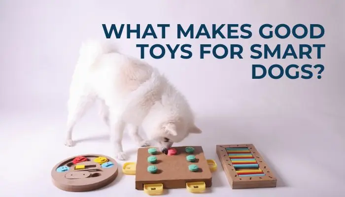 What Makes Good Toys For Smart Dogs?
