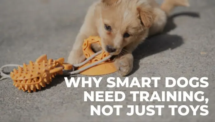 Why Smart Dogs Need Training, Not Just Toys