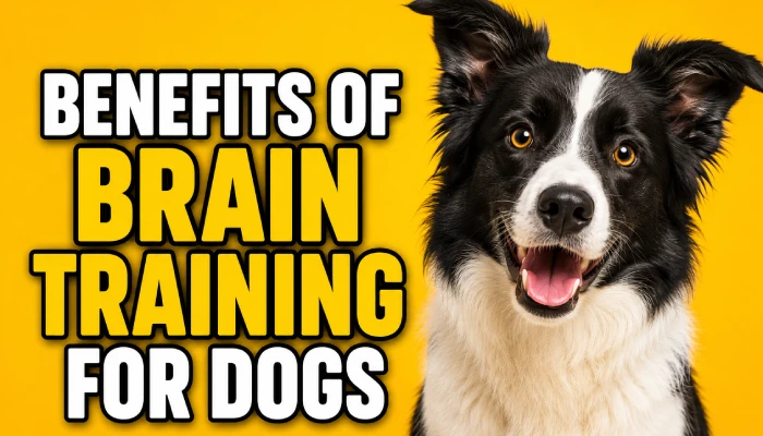 Benefits of Brain Training for Dogs