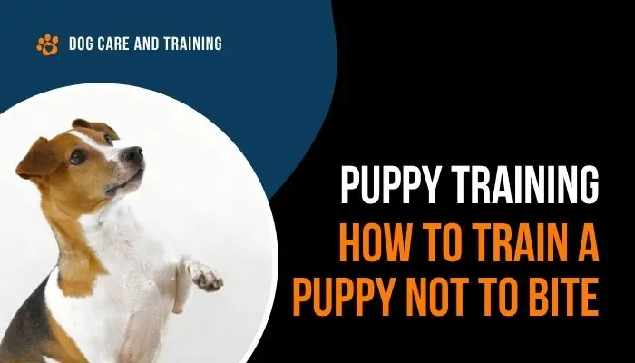 How To Train A Puppy Not To Bite