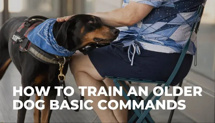 How To Train An Older Dog Basic Commands