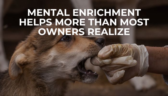 Mental Enrichment Helps More Than Most Owners Realize
