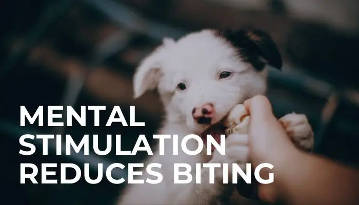 Mental Stimulation Reduces Biting
