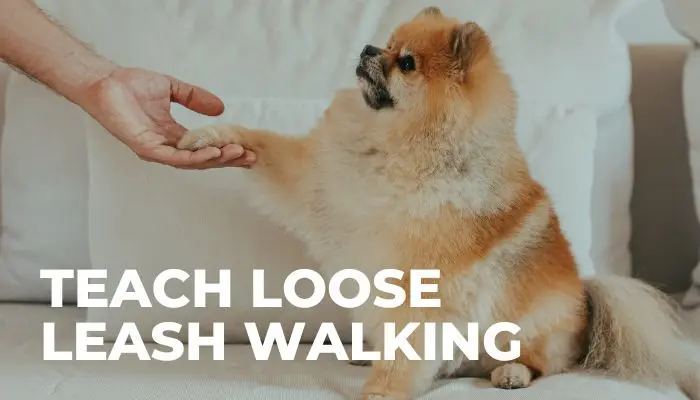 Teach Loose Leash Walking