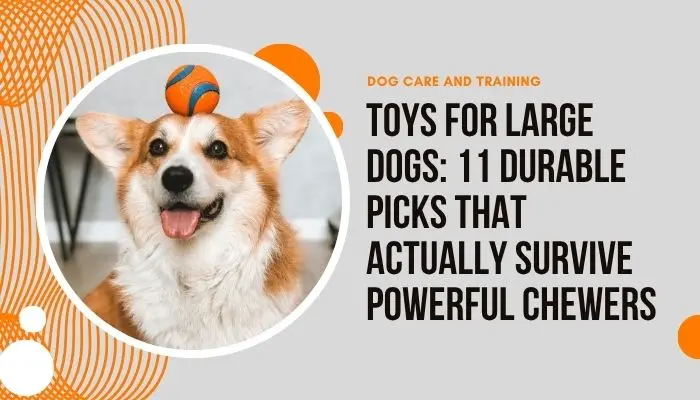Toys For Large Dogs: 11 Durable Picks That Actually Survive Powerful Chewers